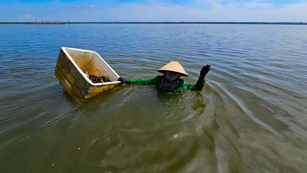 Ở phá Tam Giang nơi được ví là biển cạn, có loại hải sản được coi là "cần câu cơm" của bao ngư dân- Ảnh 22.