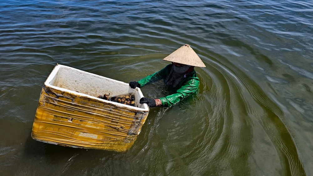 Ở phá Tam Giang nơi được ví là biển cạn, có loại hải sản được coi là "cần câu cơm" của bao ngư dân- Ảnh 4.