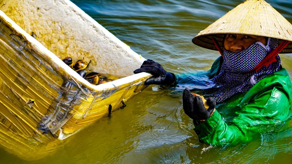 Ở phá Tam Giang nơi được ví là biển cạn, có loại hải sản được coi là "cần câu cơm" của bao ngư dân- Ảnh 6.