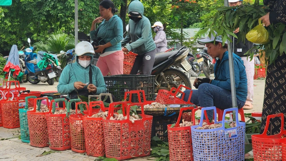 Lạ lùng Huế: Loại đặc sản nấm tràm căng tròn, béo núc ních càng đắng càng ngon, hễ mưa là mọc lên- Ảnh 1.