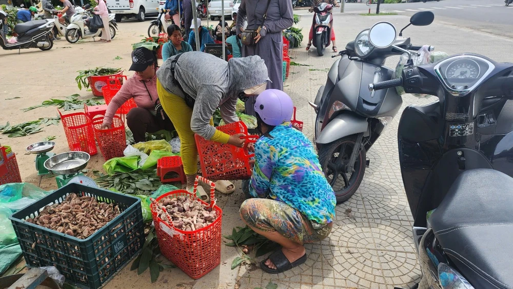 Lạ lùng Huế: Loại đặc sản nấm tràm căng tròn, béo núc ních càng đắng càng ngon, hễ mưa là mọc lên- Ảnh 8.