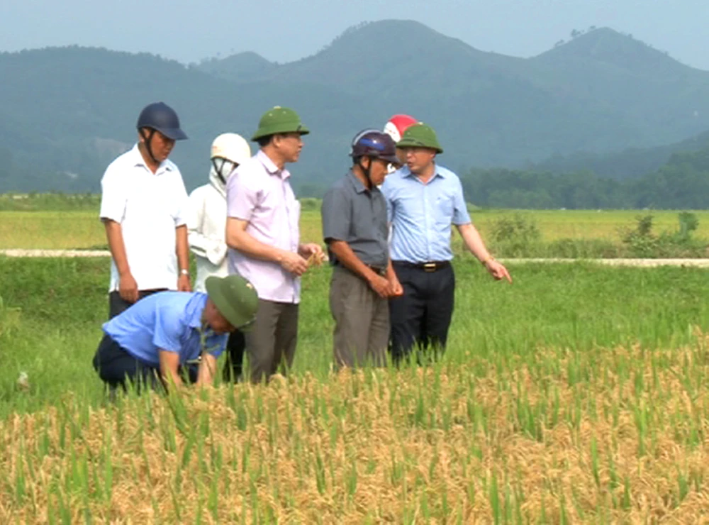 Lãnh đạo huyện Đức Thọ, tỉnh Hà Tĩnh đi kiểm tra ruộng lúa bị nhiễm đạo ôn