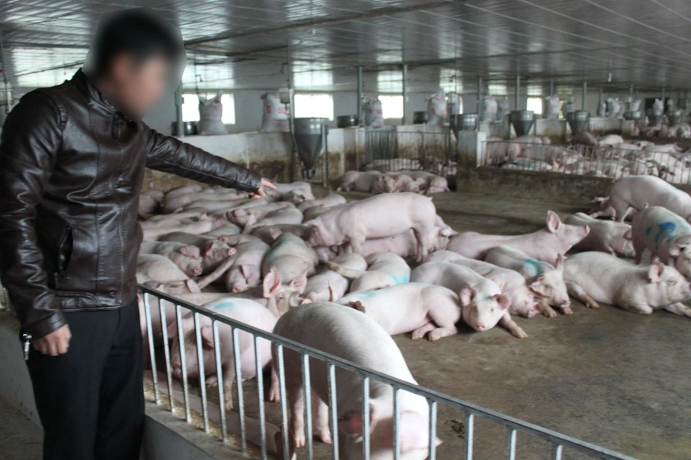 Nhiều người dân chăn nuôi heo quy mô lớn ở tỉnh Hà Tĩnh đang gặp khó khăn
