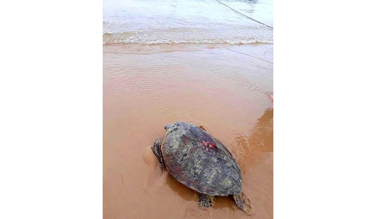 Cá thể rùa biển khỏe mạnh được thả về lại môi trường biển