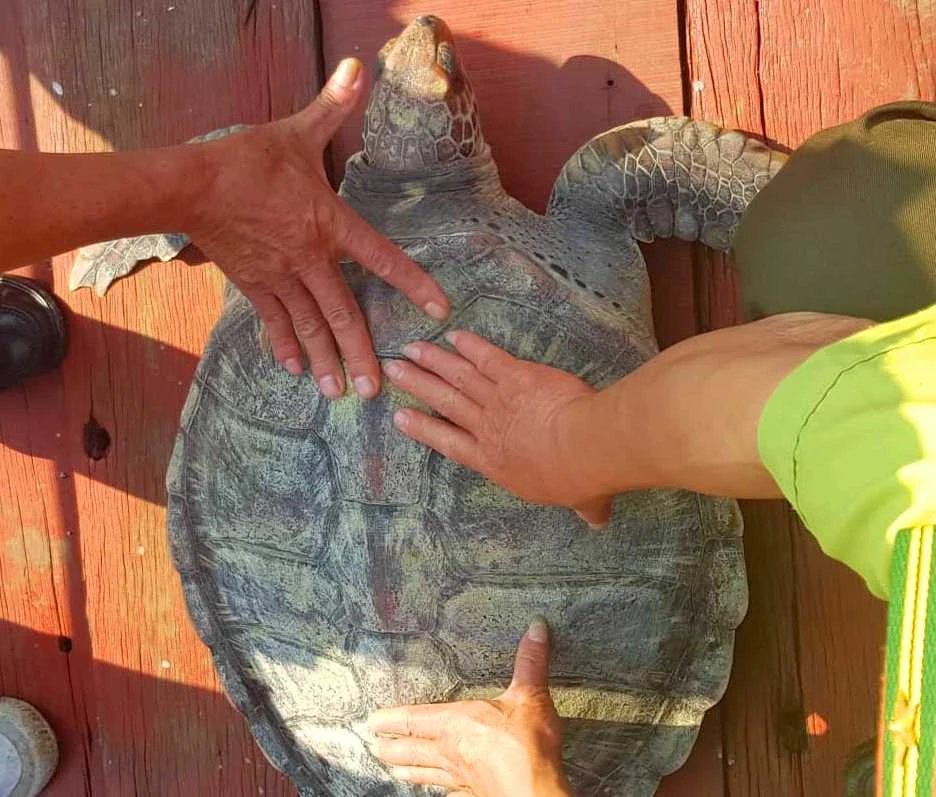 Con rùa biển trước lúc được thả về biển
