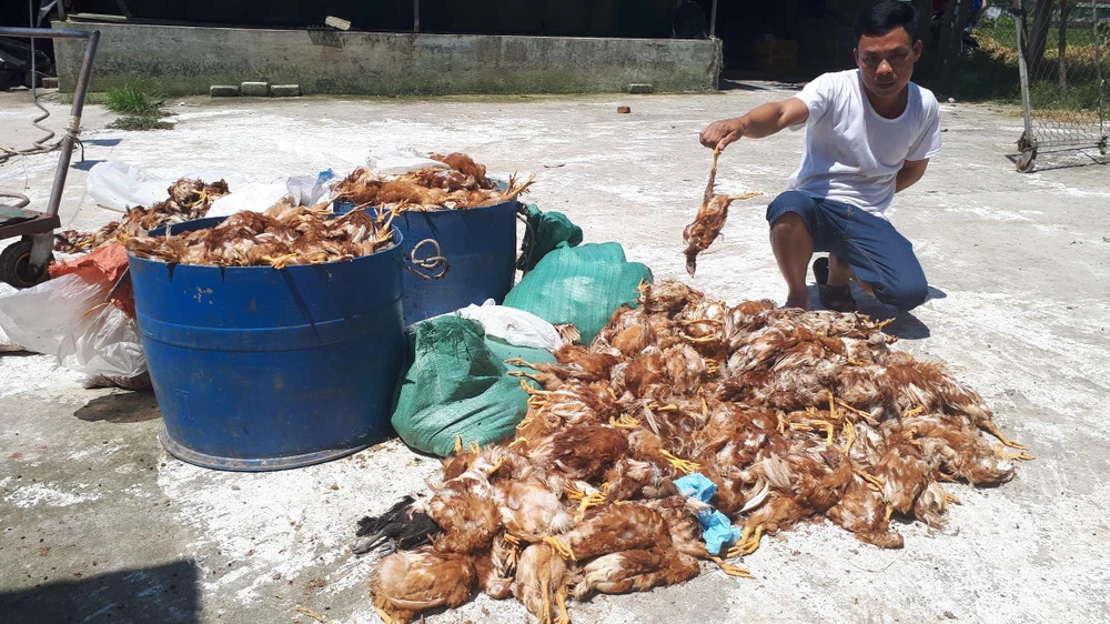 Anh Nguyễn Văn Báo bên 1.200 con gà nuôi của trang trại bị chết trong đêm 14-5