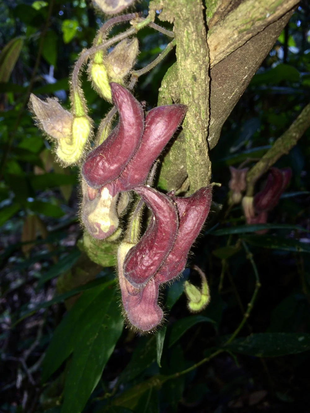 Mộc hương Vũ Quang (Aristolochia vuquangensis)