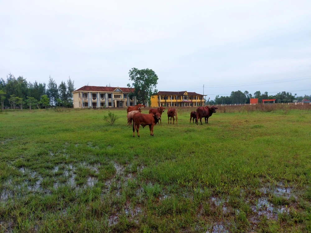 Nhiều năm nay, khuôn viên Trường THCS Thịnh Lộc đã trở thành nơi chăn thả bò