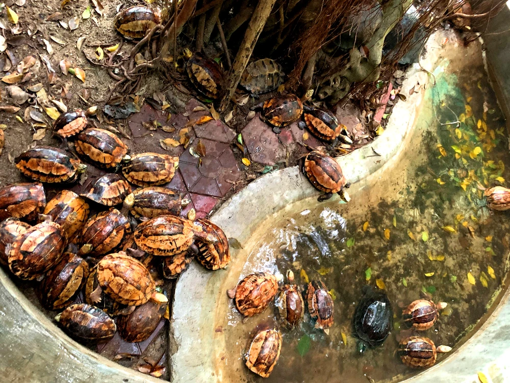 Các cá thể rùa đang được Vườn quốc gia Vũ Quang chăm sóc