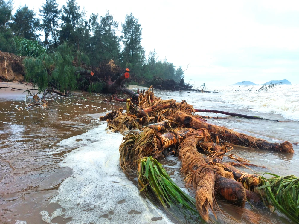 Cây phi lao phòng hộ và cây dứa dại bị sóng cuốn đổ la liệt dọc bờ biển xã Xuân Hội