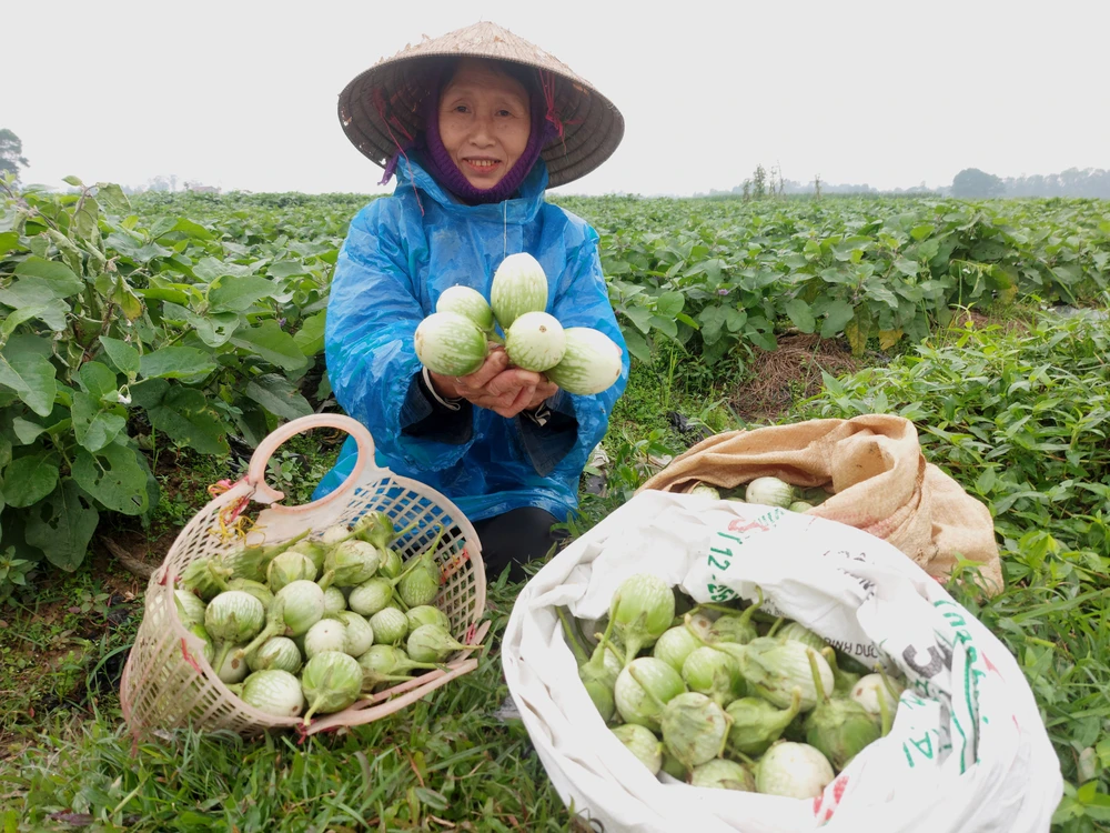 Bà Nguyễn Thị Hà (thôn Sơn Phú, xã Thượng Lộc) thu hoạch cà 