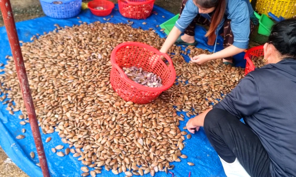 Sò lụa được đánh bắt đưa vào cảng cá Cửa Sót (huyện Lộc Hà Tĩnh, tỉnh Hà Tĩnh)