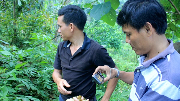 Cán bộ Phòng nông nghiệp huyện Trà Bồng (bên phải) đang nghiên cứu loại sâm 7 lá tại vườn ông Tạo