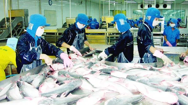 Cá da trơn, một thế mạnh trong xuất khẩu của Việt Nam