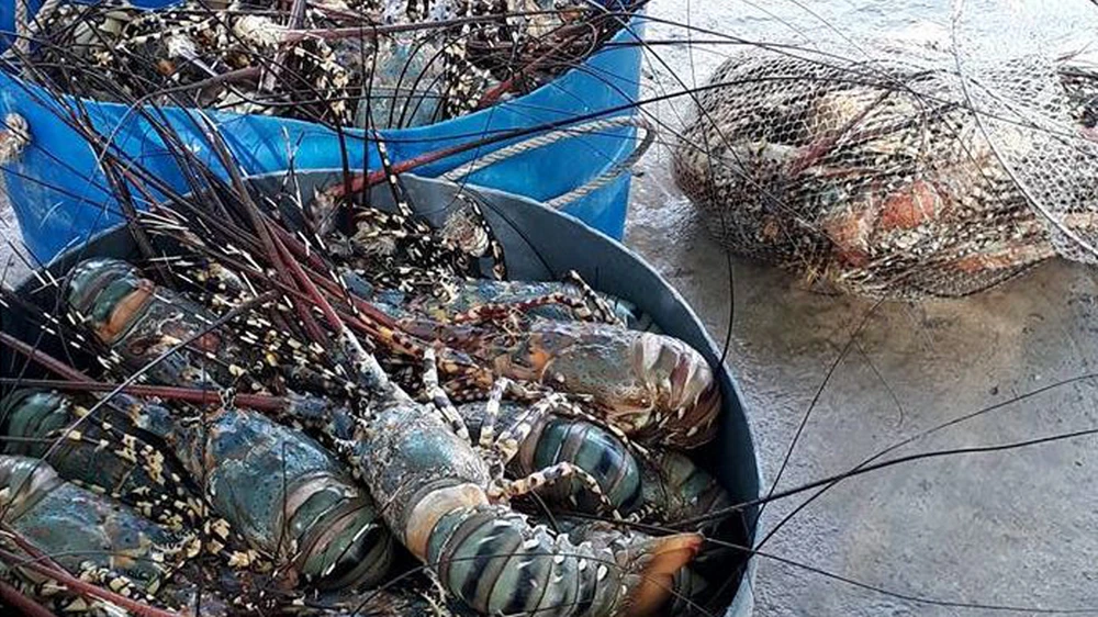 Tôm hùm thương phẩm, đủ kích cỡ chết hàng loạt tại vùng biển Sông Cầu (Phú Yên) trong các ngày từ 24 đến 26-5 và 1 đến 6-6-2017