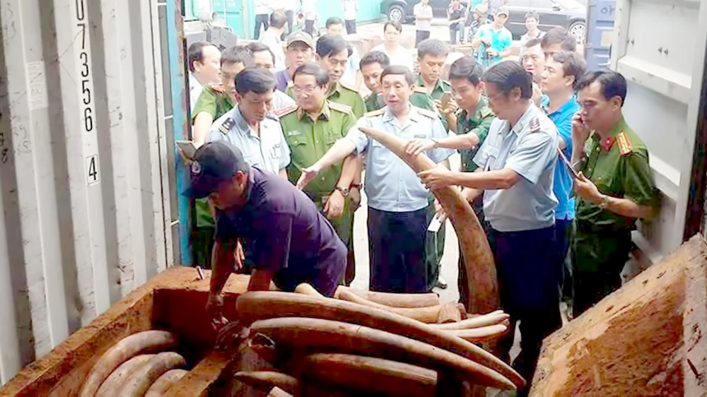 Lực lượng chức năng phát hiện, xử lý một vụ nhập lậu ngà voi tại cảng Cát Lái
