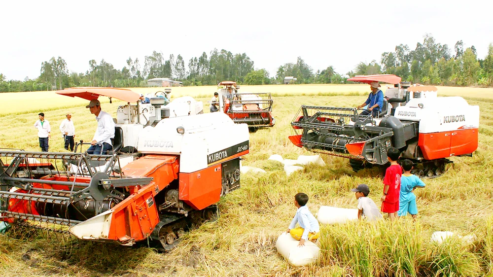 Xây dựng cánh đồng lớn là một trong nhiều giải pháp phát triển ngành hàng lúa gạo hiện nay