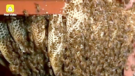 Tổ ong sống trong nhà 12 năm