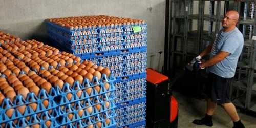 Các công ty Pháp xử lý trứng gà nhập khẩu bị nghi nhiễm độc. Ảnh: REUTERS