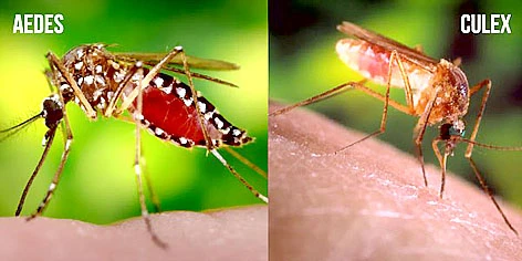 Muỗi thường vẫn truyền virus Zika?