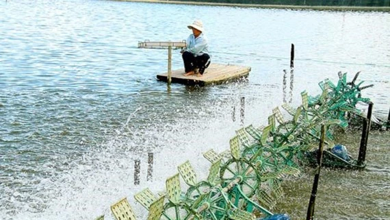 Ứng dụng công nghệ cao trong nuôi tôm tại Bạc Liêu 
