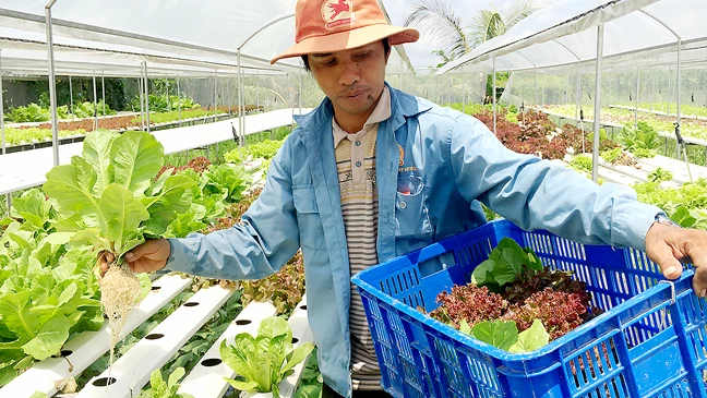 Nông dân Việt Nam đang áp dụng mô hình trồng trên giá thể