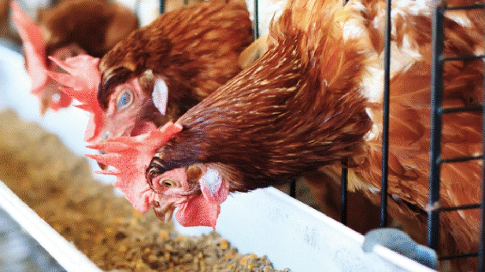 Trang trại nuôi gà ta thảo mộc của San Hà Ảnh: VIÊN VIÊN