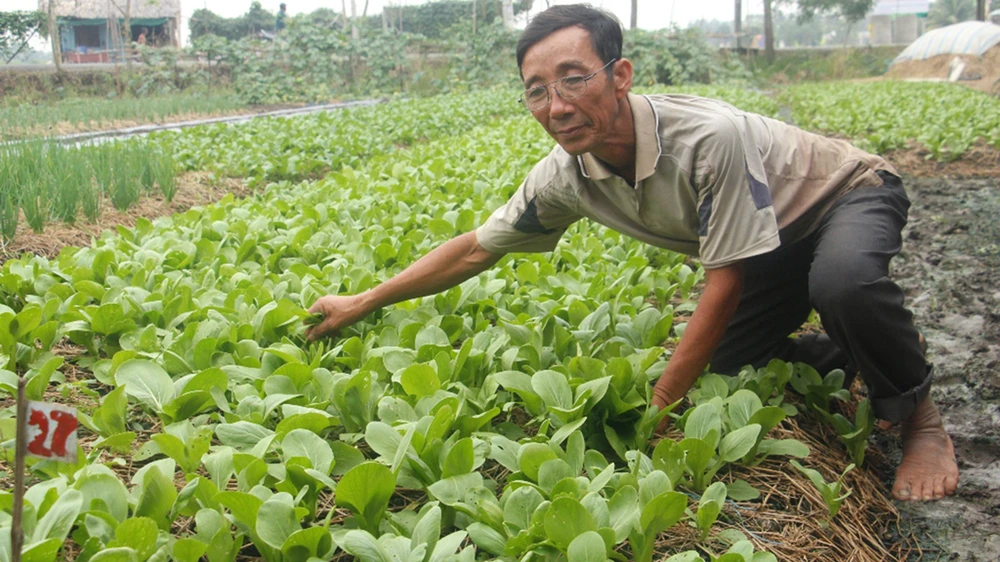 Cuộc sống người dân xã Tân Nhựt ngày càng khấm khá nhờ các mô hình trồng rau sạch 