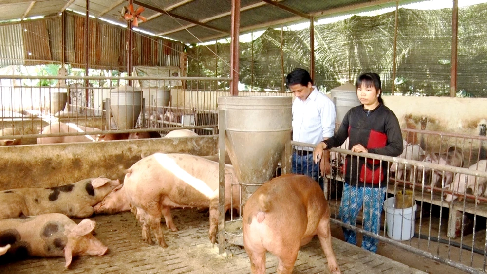  Nhiều chủ trang trại heo ở Đồng Nai buồn vì giá heo không tăng