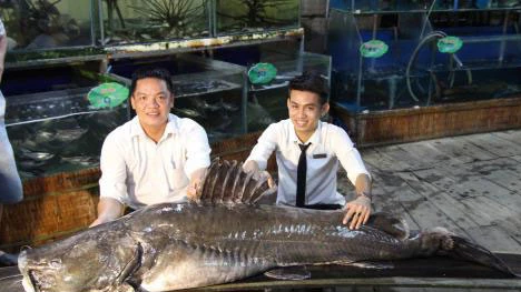 Một nhà hàng ở TP Cao Lãnh đã mua lại con cá lăng cực khủng này. Ảnh: TTXVN