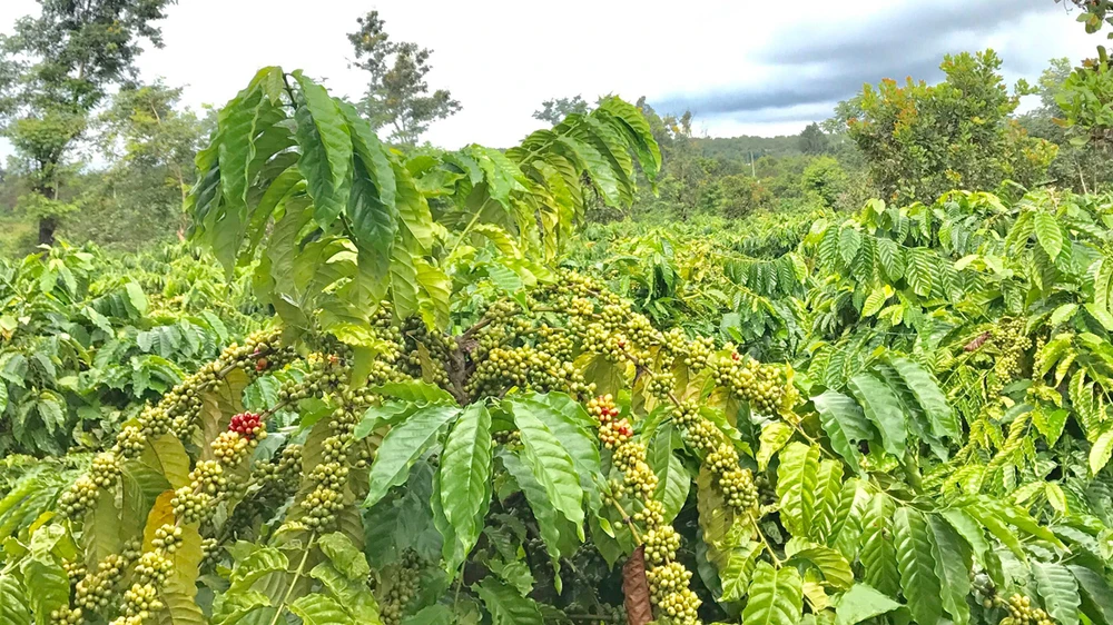 3.000 nông dân trồng cà phê hưởng lợi từ dự án phát triển bền vững