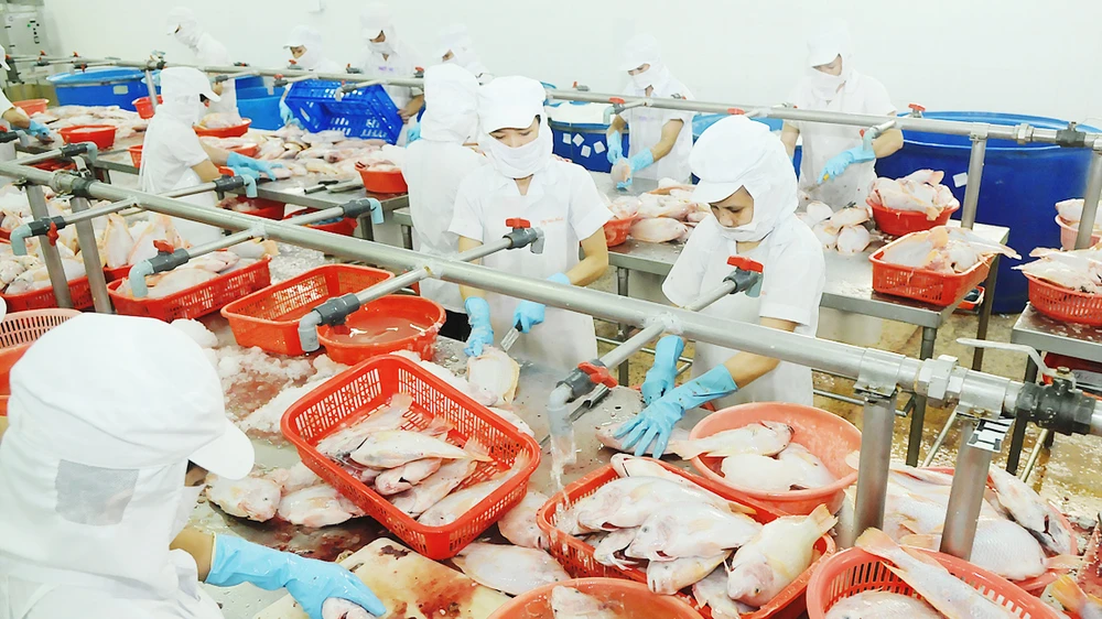 Chế biến cá xuất khẩu tại Công ty APT Ảnh: CAO THĂNG