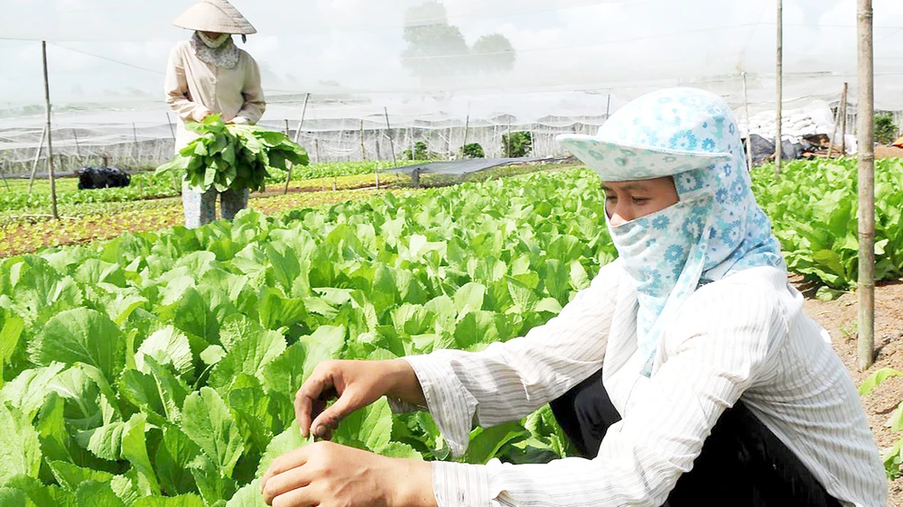 Nông dân trồng rau sạch tại xã nông thôn mới Tân Thông Hội (huyện Củ Chi). Ảnh: CAO THĂNG
