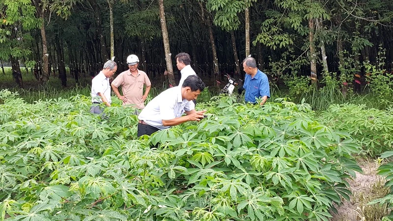 Khảo sát diện tích trồng mì bị nhiễm bệnh khảm lá ở Tây Ninh