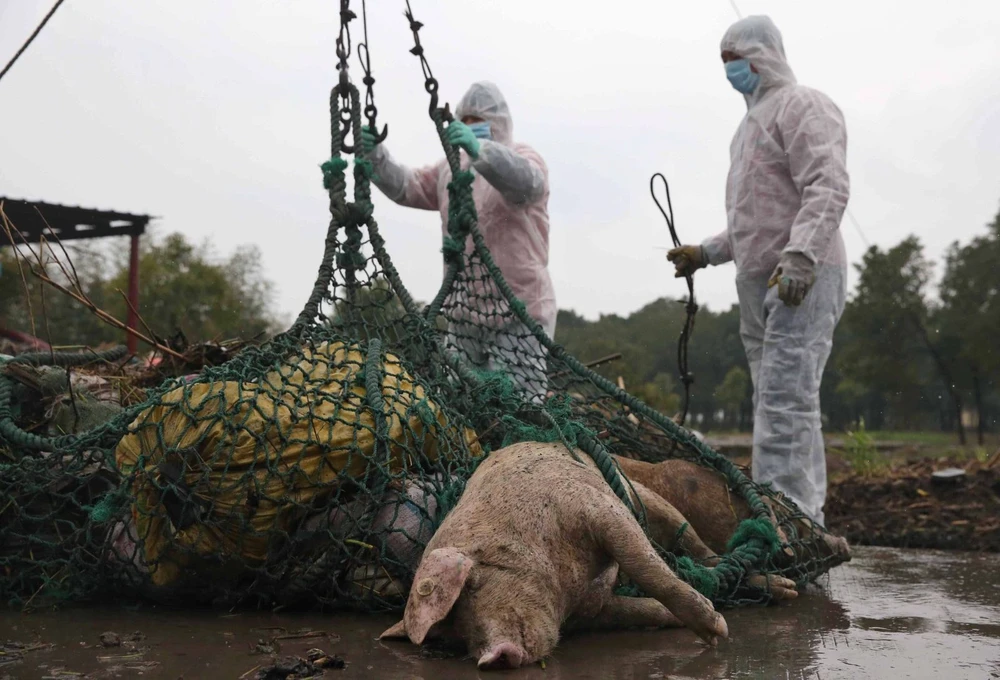 Trung Quốc tiêu huỷ lợn bệnh sau khi có báo cáo về dịch sốt lợn châu Phi đầu tiên ở nước này. Ảnh: SCMP. COM
