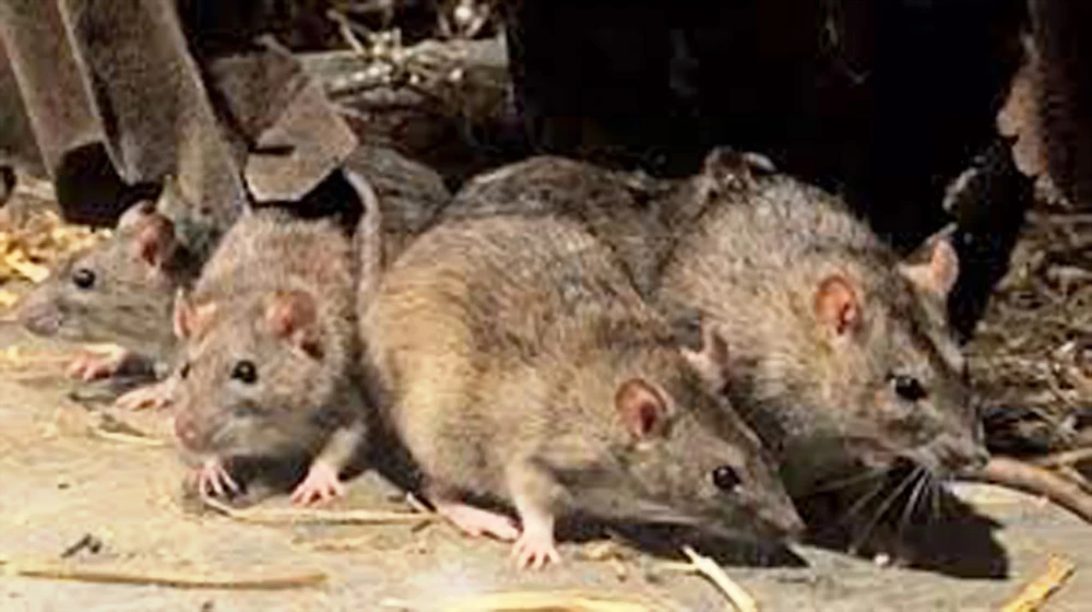 Lây virus viêm gan E từ chuột 