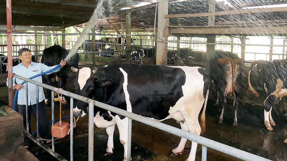 Nông dân vệ sinh cho bò để tránh sốc nhiệt