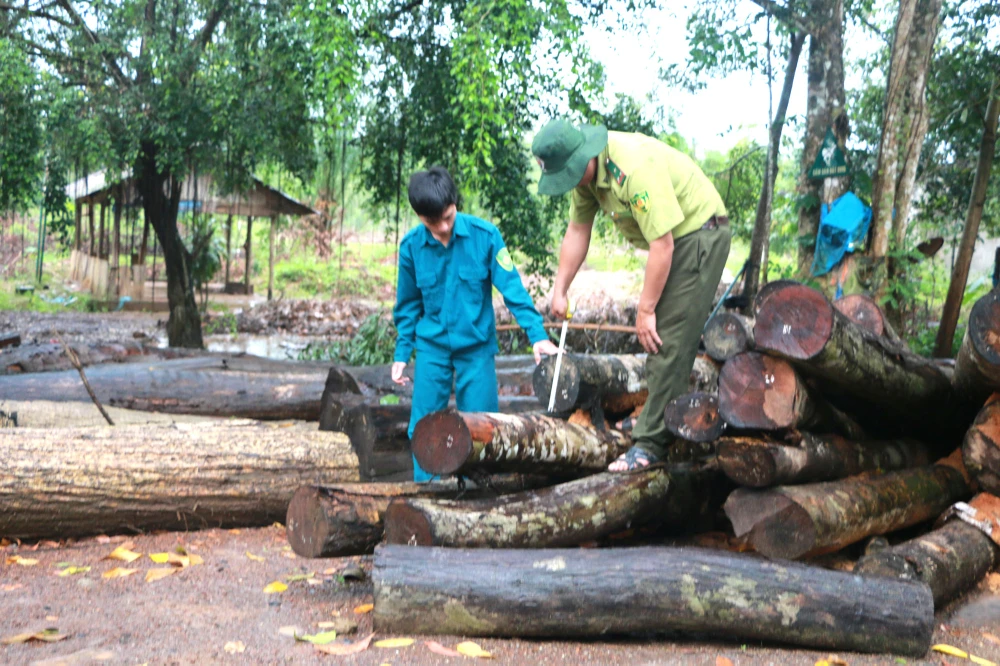 Gỗ rừng bỏ lại được tập kết về chốt bảo vệ Nông lâm trường Tân Lập
