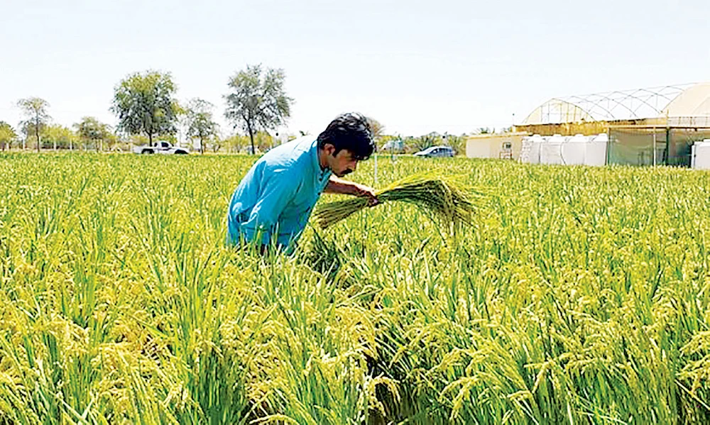 Hàn Quốc trồng lúa thành công ở vùng sa mạc
