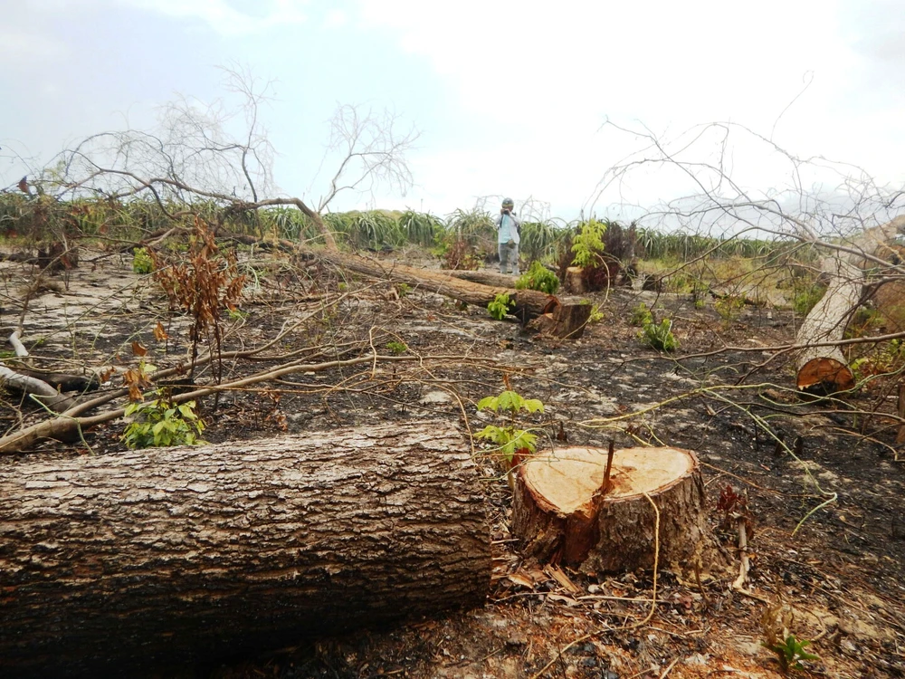 Hàng loạt cây rừng thuộc tiểu khu 302A, Khu BTTN Tà Cú bị các đối tượng đầu độc và triệt hạ