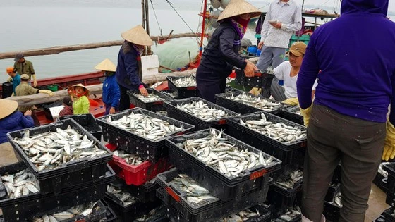 Bộ NN-PTNT đã ký công văn gửi UBND các tỉnh, thành phố ven biển đề nghị động viên ngư dân bám biển sản xuất bình thường trong phạm vi vùng biển của Việt Nam