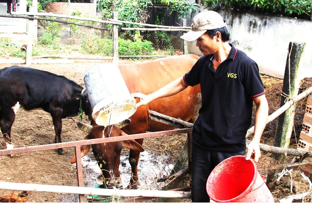 Anh Lê Đình Luận (bố của Lân) chăm sóc hai con bò để lo tiền ăn học cho con trai ở TPHCM