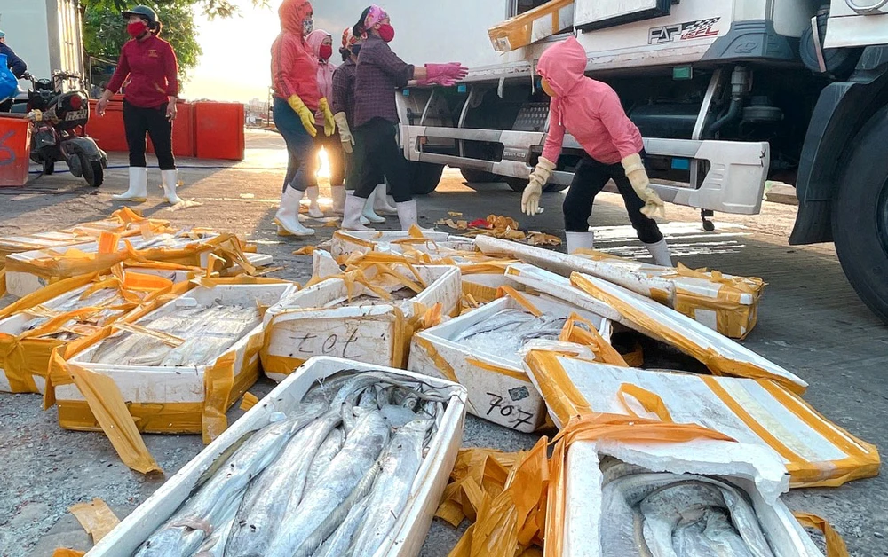 Cá hố bị trả về Cảnh Dương, bán lại với giá chỉ 5.000 đồng/kg