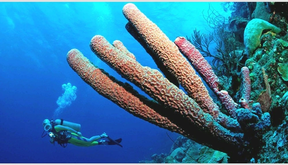 Một trong số các rạn san hô ở khu vực Caribbean
