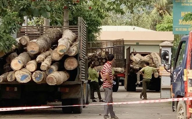 Cơ quan chức năng tỉnh Đồng Nai huy động nhiều xe máy cày chở tang vật trong vụ án băng rừng về tập kết tại Hạt Kiểm lâm liên huyện Xuân Lộc - Long Khánh. Ảnh: TTXVN 