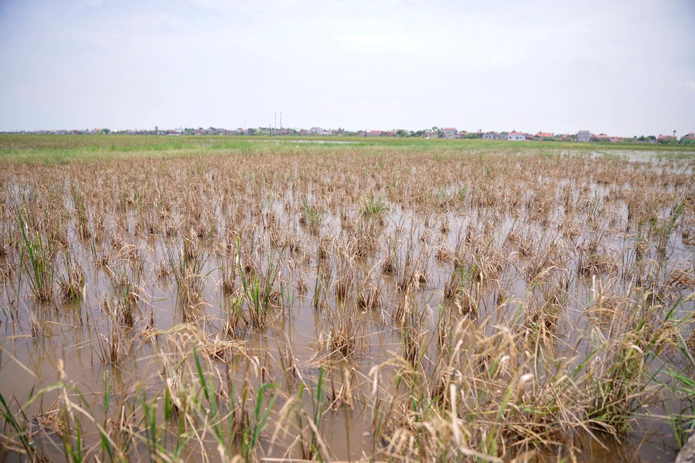 Một trong những phần ruộng bị nước mặn xâm nhập khiến lúa chết hàng loạt