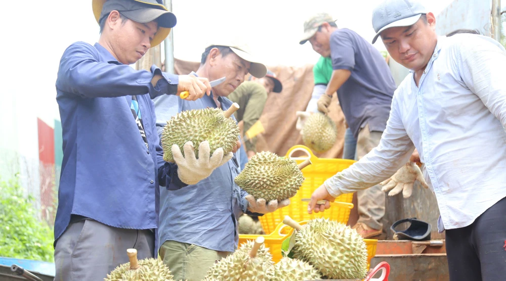 Người dân huyện Krông Pắk (tỉnh Đắk Lắk) thu hoạch sầu riêng