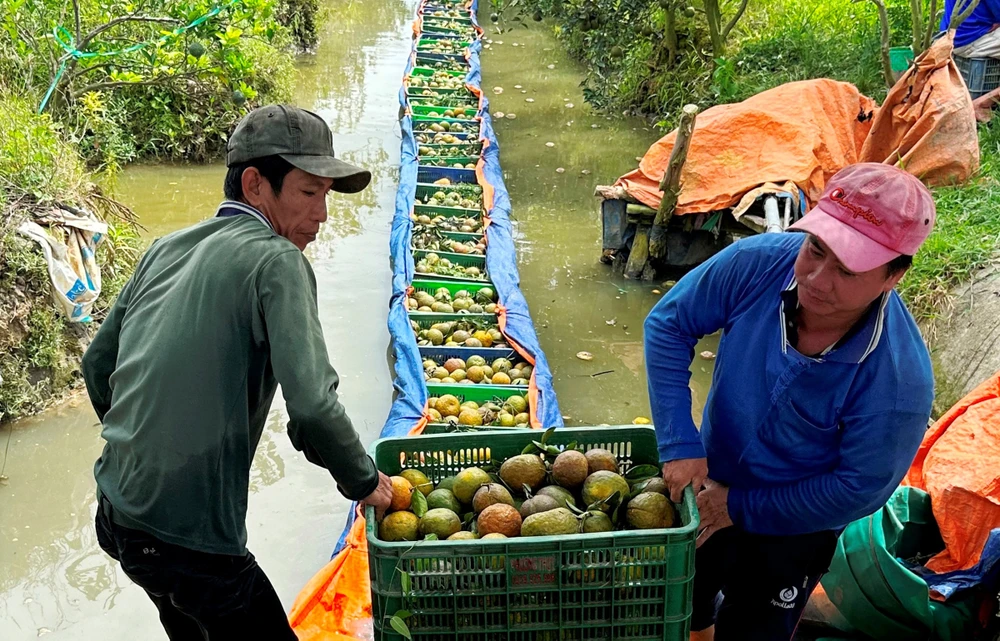 Người dân thu hoạch cam sành tại Vĩnh Long. Ảnh: QUỐC AN