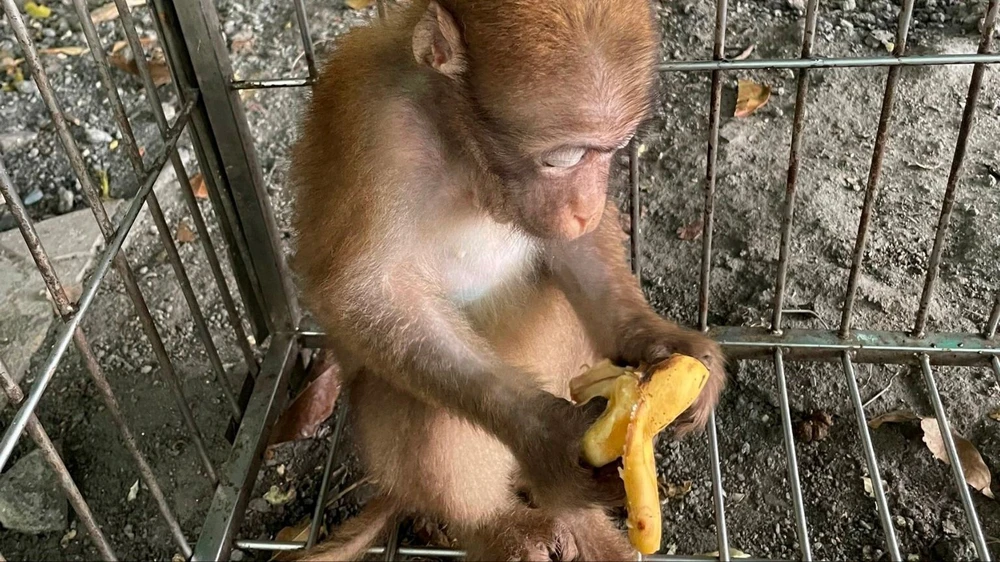 Khỉ mốc đã có thể tự ăn uống và phản ứng khi gặp con người 