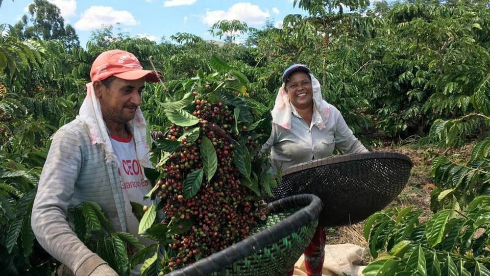 Nông dân thu hoạch cà phê robusta ở Sao Gabriel da Palha, bang Espirito Santo, Brazil. Ảnh: REUTERS
